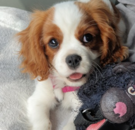 Cavalier King Charles Spaniel Puppies For Sale - Lone Star Pups